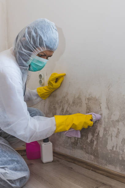 Best Mold Removal for HVAC Installations  in Carrizo Hill, TX