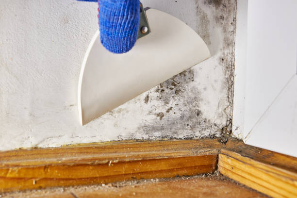 Best Mold Prevention Services  in Carrizo Hill, TX